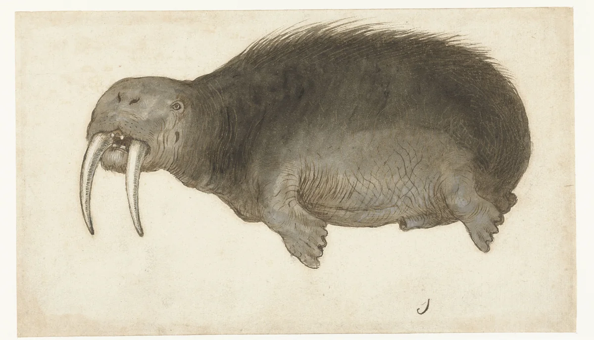 Walrus by anonymous, drawing, 1550-1570