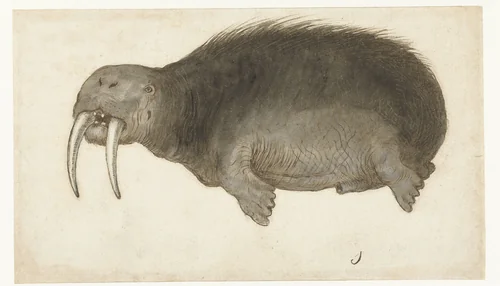 Walrus by anonymous, drawing, 1550-1570