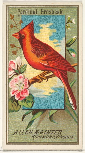 Cardinal Grosbeak, from the Birds of America series (N4) for Allen & Ginter Cigarettes Brands by Allen & Ginter, print, 1888