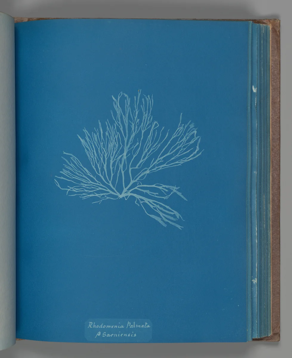 Rhodomenia Palmata ß Sarniensis by Anna Atkins, photograph, 1851-1855