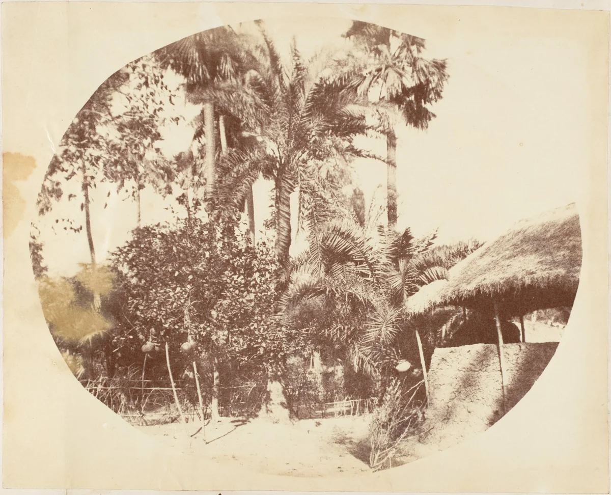 View in the Jungle, Bengal by R. B. Hill, photograph, 1850-1859