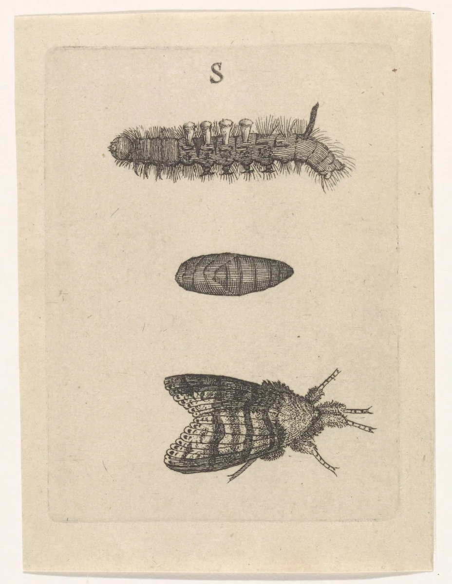 Rups, cocon en mot by Johannes Goedaert, print, 1662-1667
