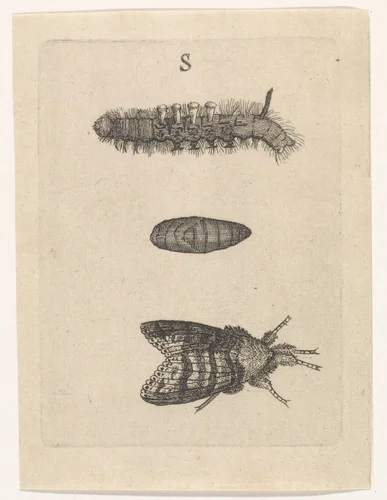 Rups, cocon en mot by Johannes Goedaert, print, 1662-1667