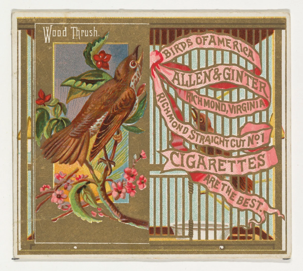 Wood Thrush, from the Birds of America series (N37) for Allen & Ginter Cigarettes by Allen & Ginter, print, 1888