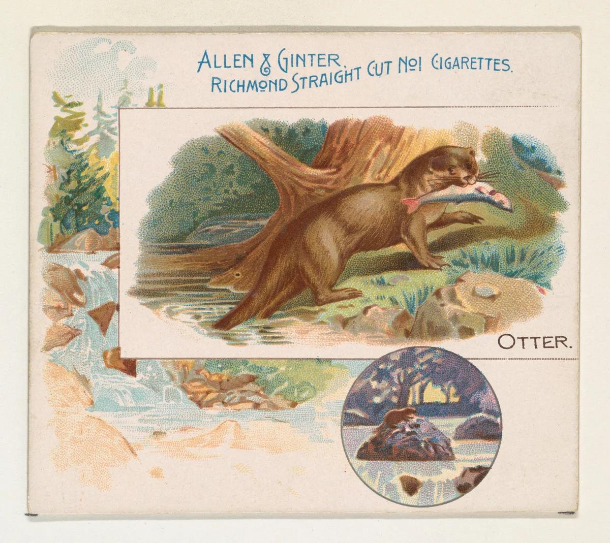 Otter, from Quadrupeds series (N41) for Allen & Ginter Cigarettes by Allen & Ginter, print, 1890