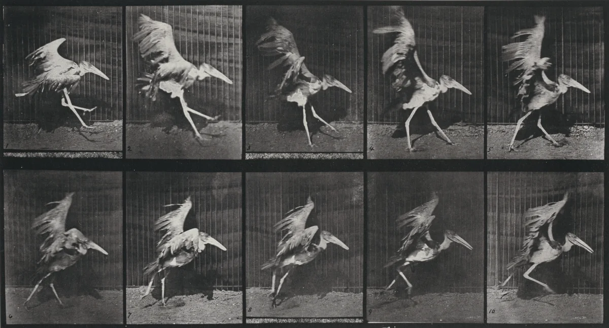 Plate Number 775. Adjutant, flying run by Eadweard Muybridge, photograph, 1887