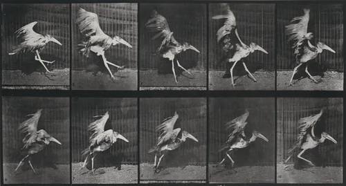 Plate Number 775. Adjutant, flying run by Eadweard Muybridge, photograph, 1887
