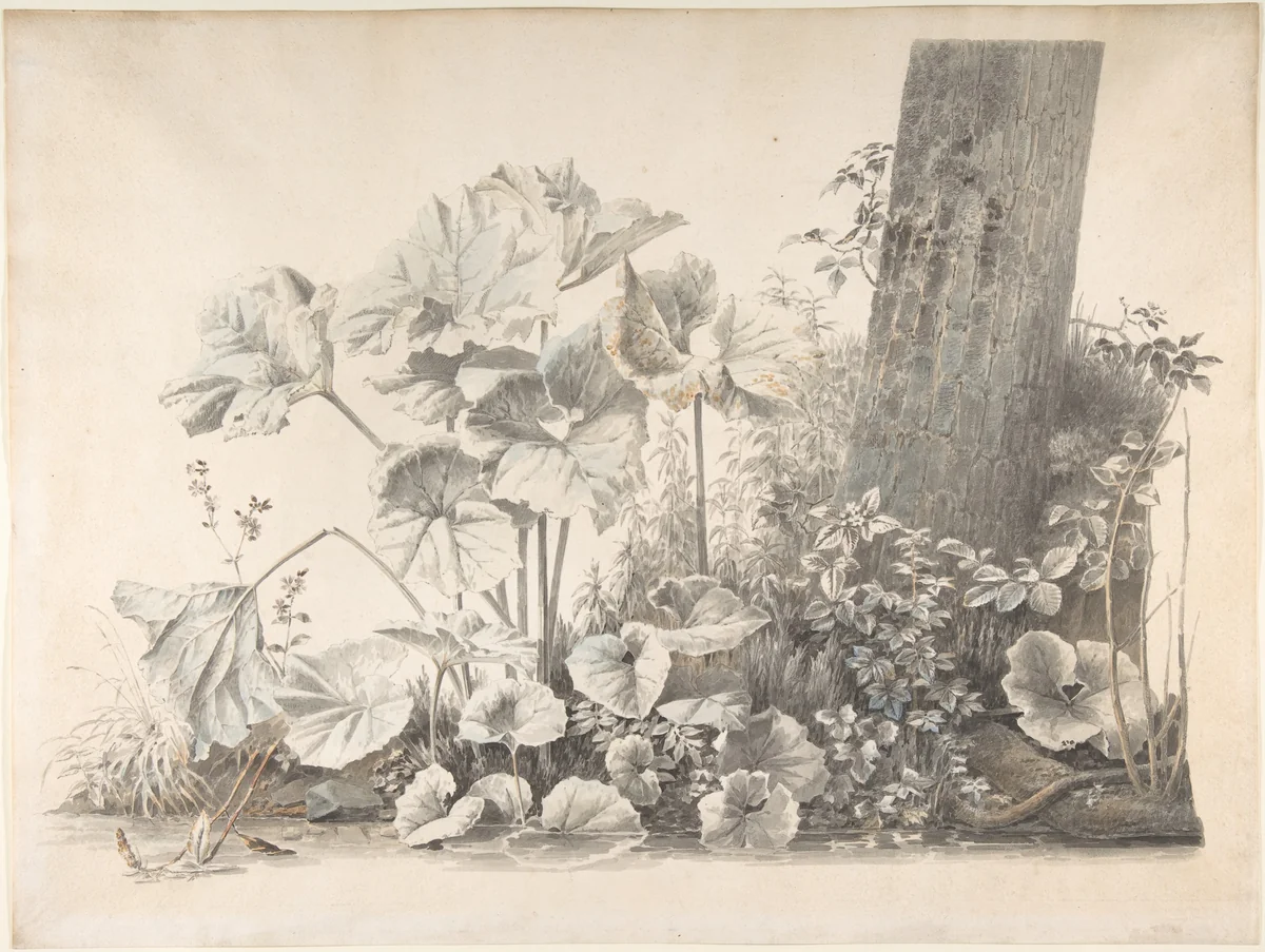 Burdocks, Campions and Brambles by a Treetrunk on a River Bank by Josephus Augustus Knip, drawing, 1792-1847