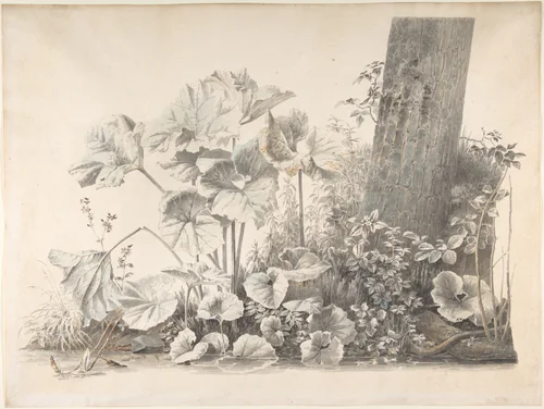Burdocks, Campions and Brambles by a Treetrunk on a River Bank by Josephus Augustus Knip, drawing, 1792-1847