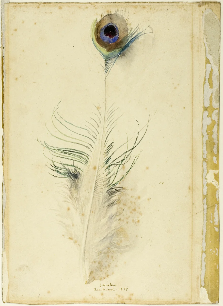 Peacock Feather by John Ruskin, painting, 1877