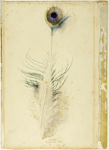 Peacock Feather by John Ruskin, painting, 1877