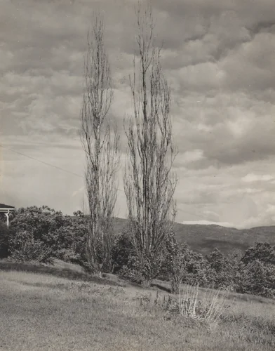 Poplars—Lake George by Alfred Stieglitz, photograph, 1935