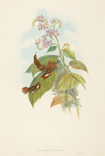 Selashorus scintilla (Scintillant Hummingbird) by John Gould, print, 1804-1881