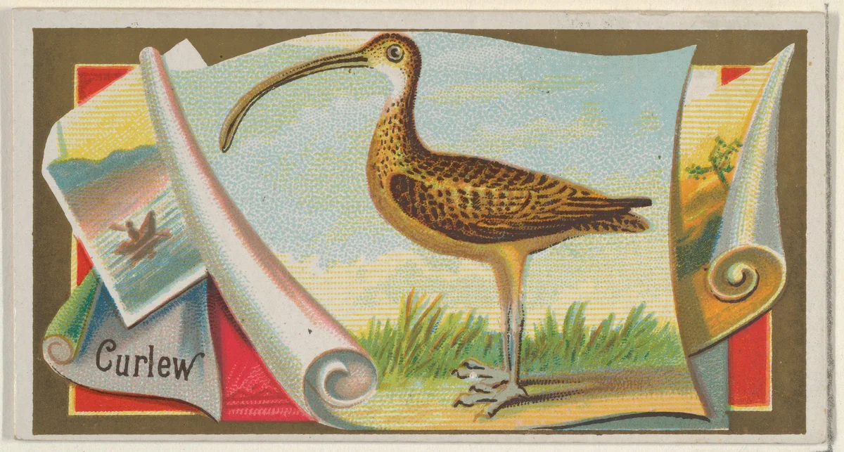 Curlew, from the Game Birds series (N13) for Allen & Ginter Cigarettes Brands by Allen & Ginter, print, 1889
