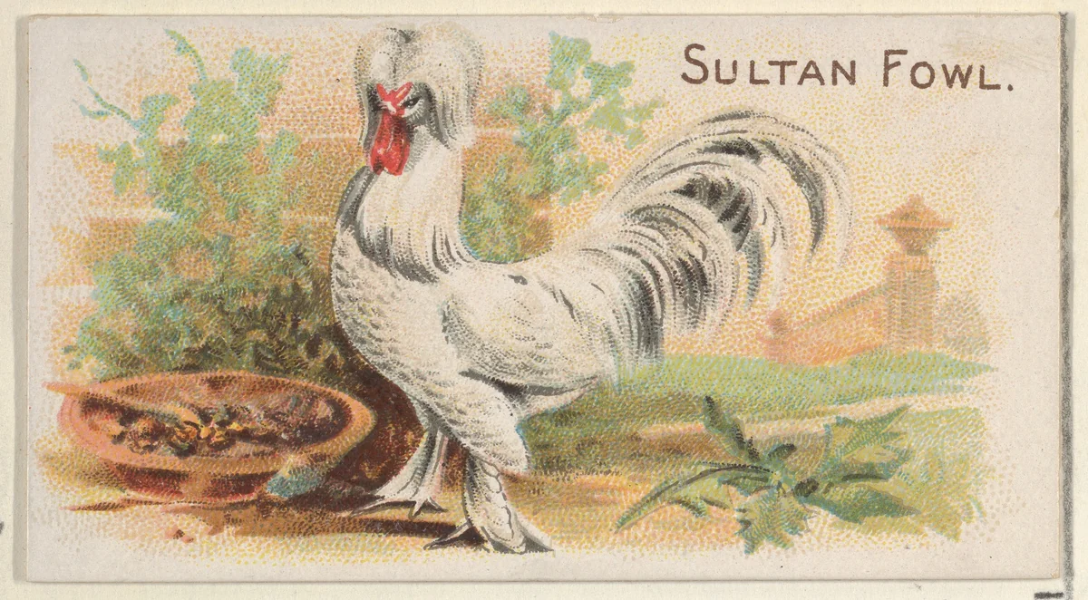 Sultan Fowl, from the Prize and Game Chickens series (N20) for Allen & Ginter Cigarettes by Allen & Ginter, print, 1891