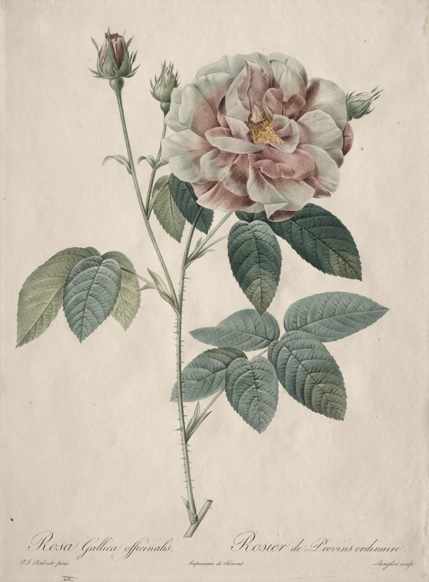 Les Roses: Rosa Gallica by Pierre-Joseph Redouté, print, 1817-1924