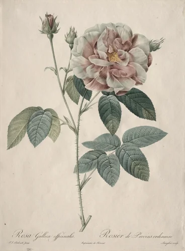 Les Roses: Rosa Gallica by Pierre-Joseph Redouté, print, 1817-1924