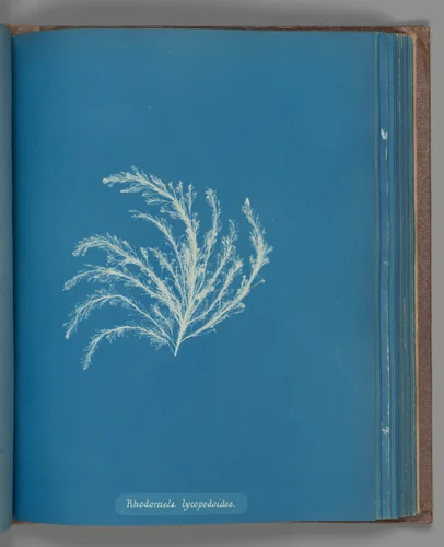 Rhodomela lycopodoides by Anna Atkins, photograph, 1851-1855