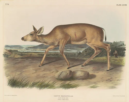 Black-Tailed Deer by John T. Bowen
John James Audubon, print, 1845