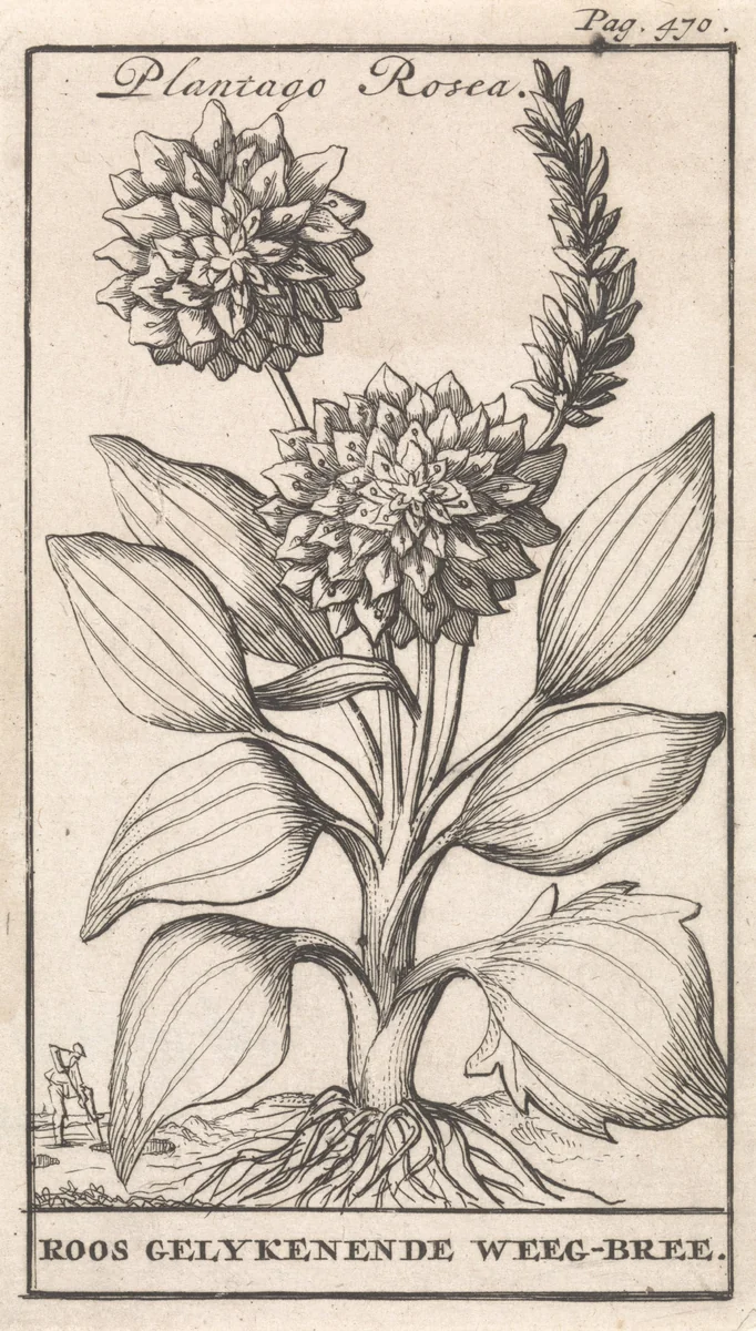 Titelpagina en acht prenten met bloemen by Caspar Luyken, print, 1698