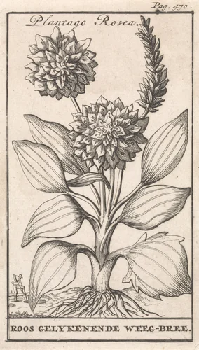 Titelpagina en acht prenten met bloemen by Caspar Luyken, print, 1698