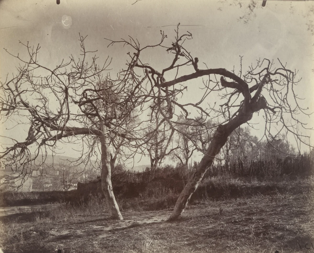 Figuier by Eugène Atget, photograph, 1900