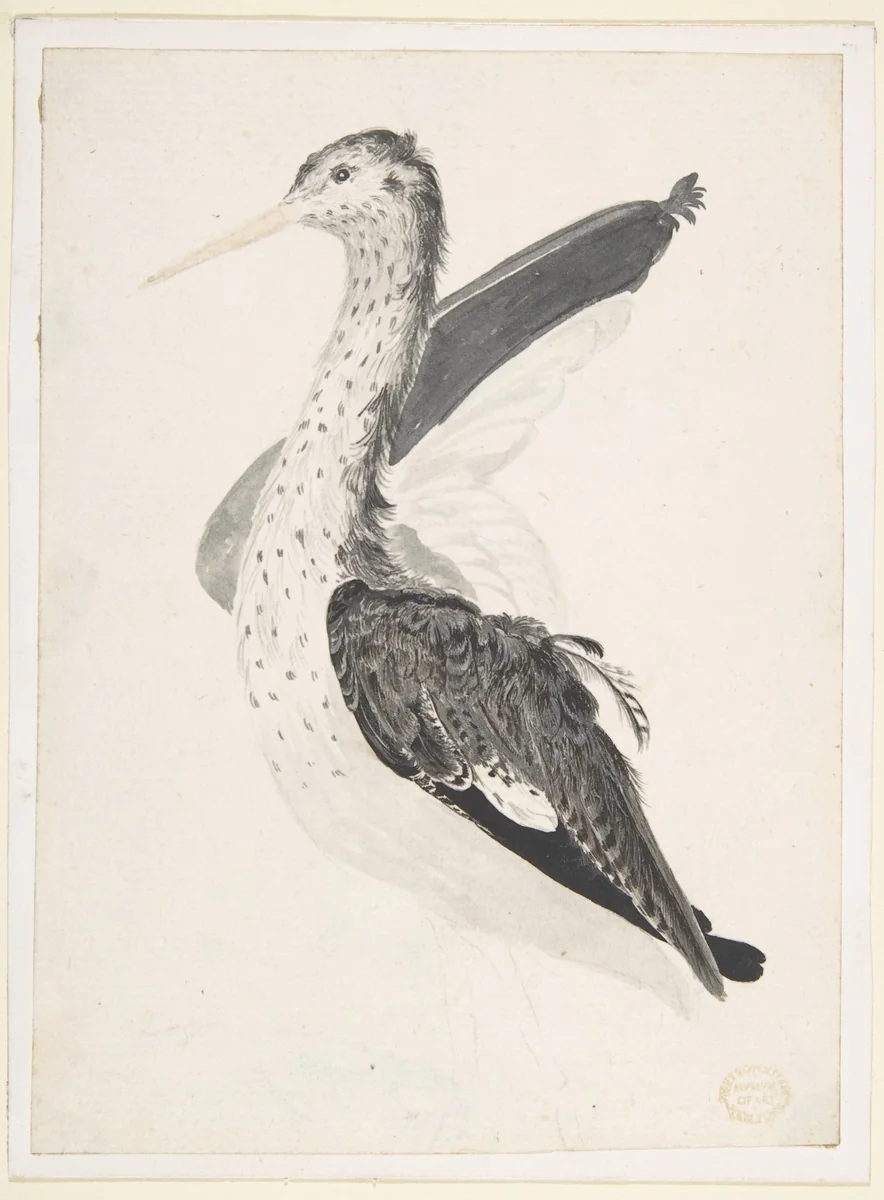 Bird, Perhaps an Egret, Seen in Profile with One Wing Lifted by Count Giorgio Durante, drawing, 1685-1755