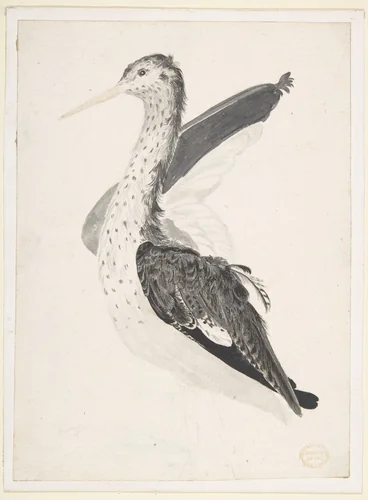Bird, Perhaps an Egret, Seen in Profile with One Wing Lifted by Count Giorgio Durante, drawing, 1685-1755