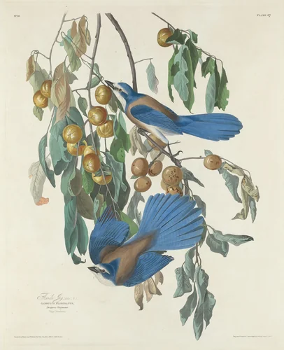Florida Jays by Robert Havell, Jr.; John James Audubon, print, 1830