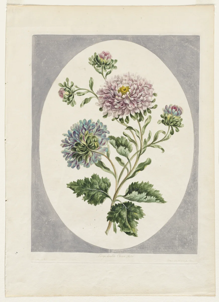 A Collection of Flowers Drawn from Nature: Large Double China Aster by John Edwards, print, 1798