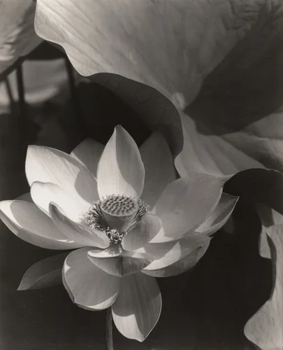 Lotus, Mount Kisco, New York by Edward Steichen, photograph, 1915