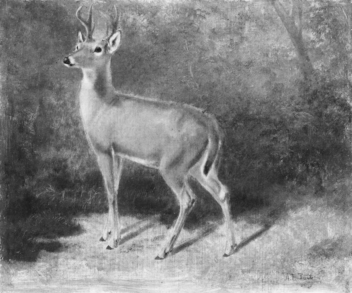 Deer—Sketch from Nature by Arthur Fitzwilliam Tait, artwork, 1879-1882