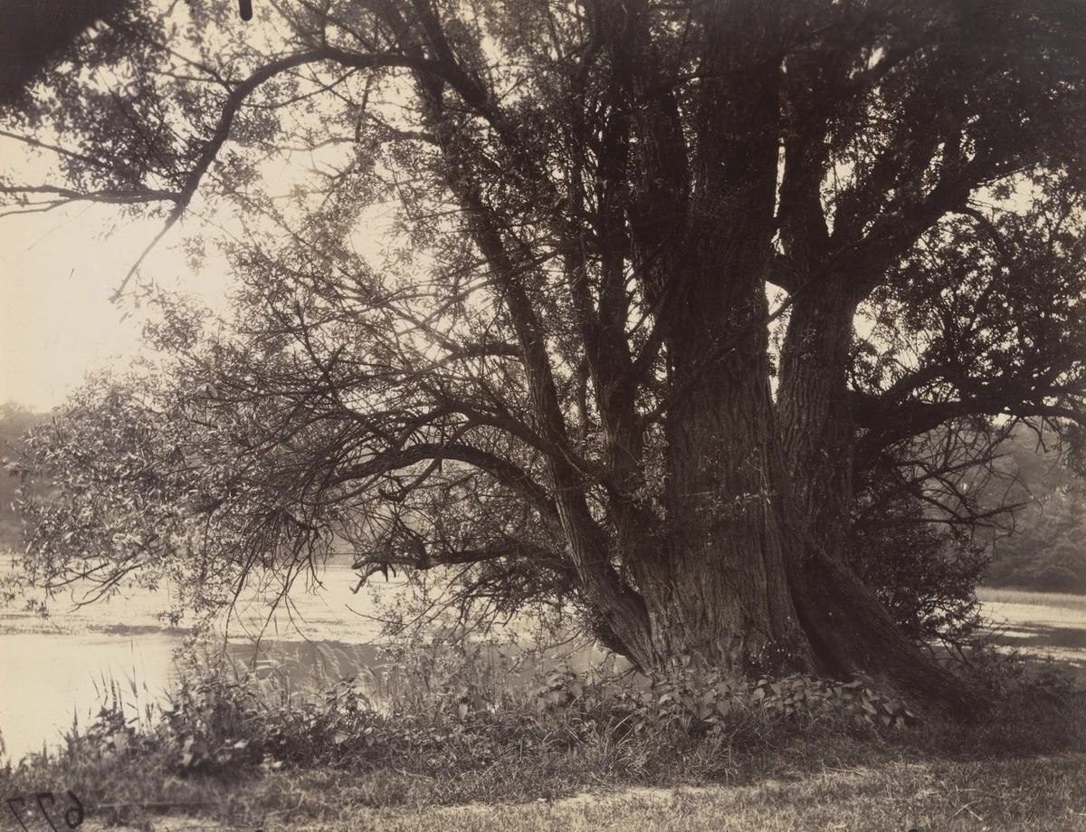 Étang - Ville-d'Avray by Eugène Atget, photograph, 1900