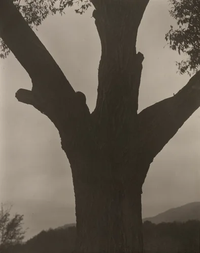 The Dying Chestnut by Alfred Stieglitz, photograph, 1919