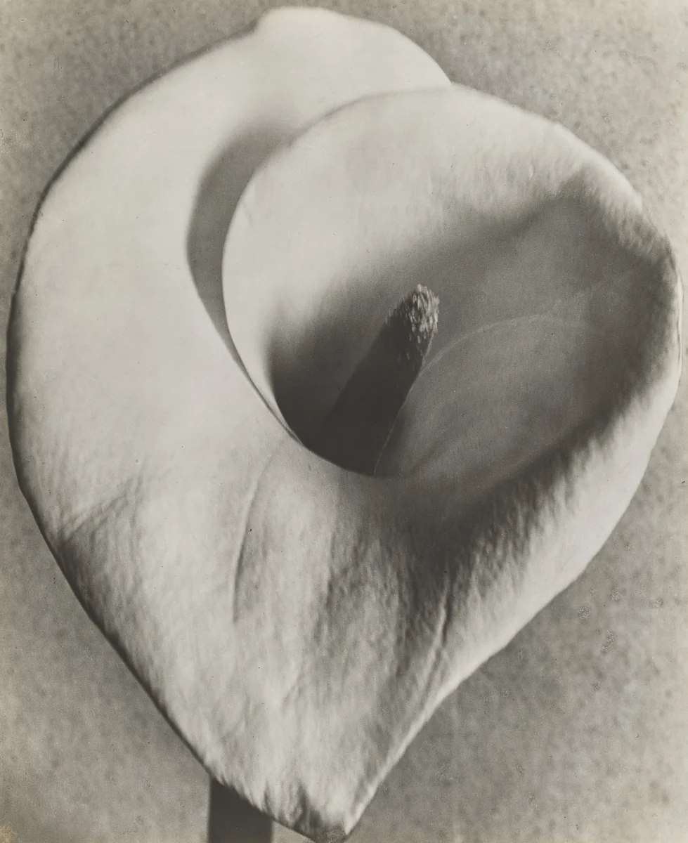 Calla Lily by Tina Modotti, photograph, 1924