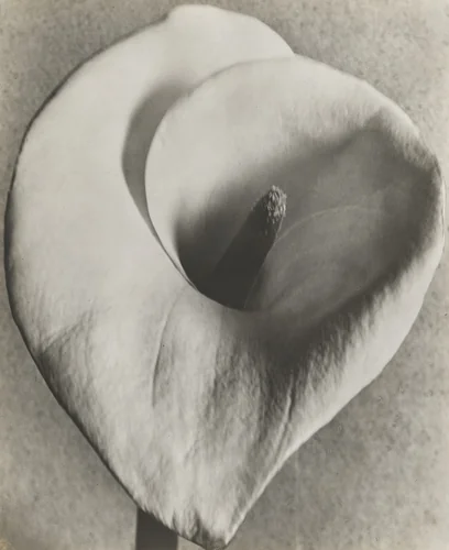 Calla Lily by Tina Modotti, photograph, 1924
