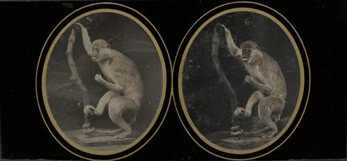 Monkey on Branch by Louis Jules Duboscq-Soleil, photograph, 1850-1860