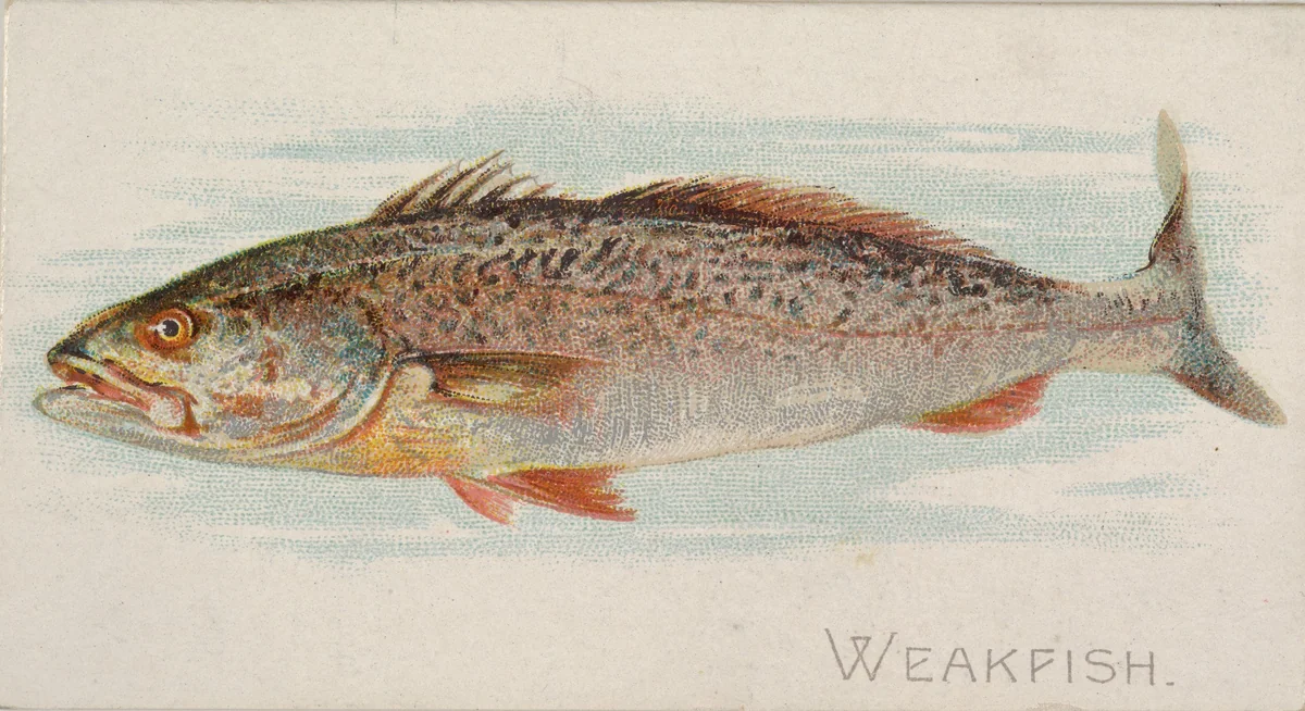 Weakfish, from the Fish from American Waters series (N8) for Allen & Ginter Cigarettes Brands by Allen & Ginter, print, 1889