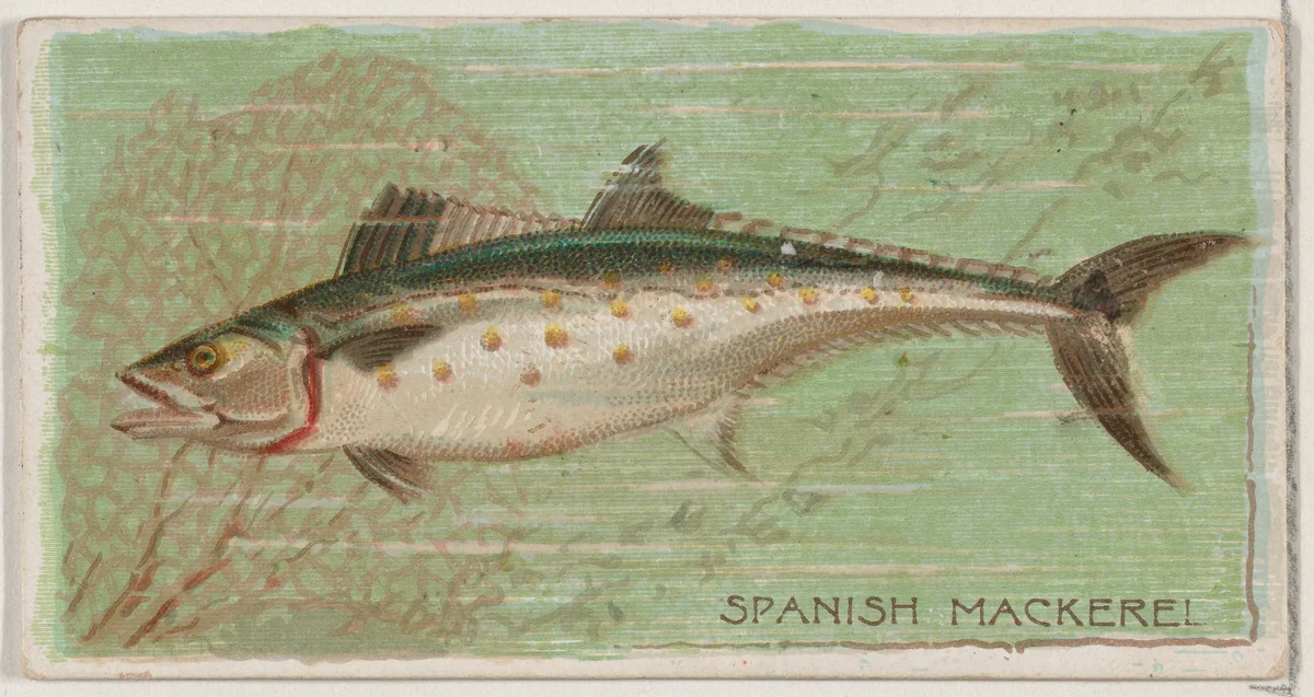 Spanish Mackerel, from the series Fishers and Fish (N74) for Duke brand cigarettes by Knapp & Company, print, 1888