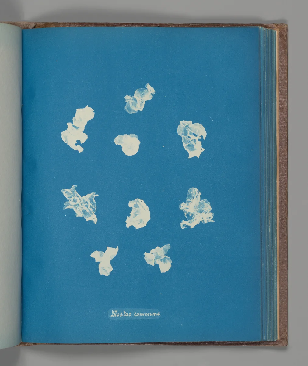 Nostoe commune by Anna Atkins, photograph, 1851-1855