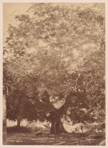 The Walnut Tree of Emperor Charles V, Yuste by Charles Clifford, photograph, 1858