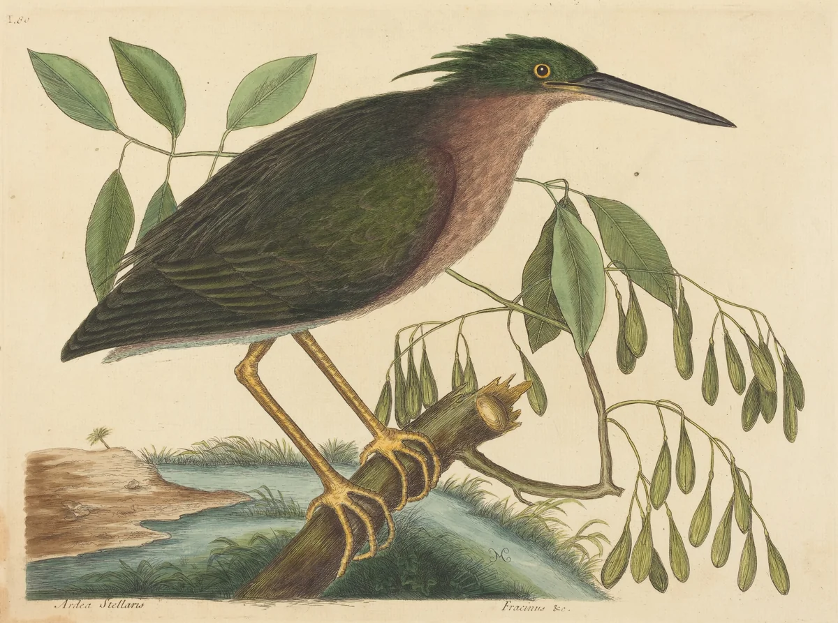 The Small Bittern (Ardea virescens) by Mark Catesby, print, 1754