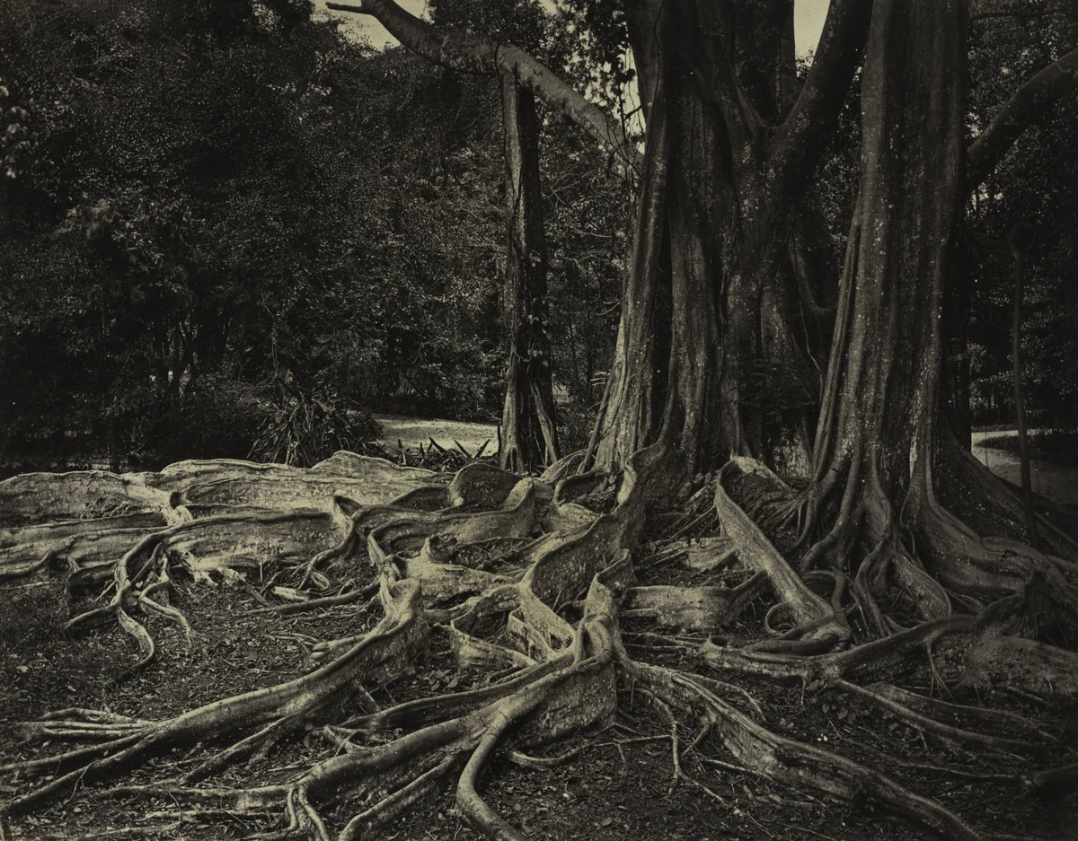 Rubber Tree, Assam, India (Ficus Elastica) by Charles T. Scowen, photograph, 1880-1889