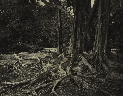 Rubber Tree, Assam, India (Ficus Elastica) by Charles T. Scowen, photograph, 1880-1889