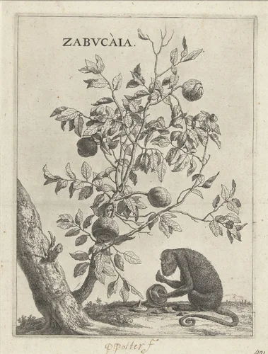 Zabucaiaboom en een aap by Paulus Potter, print, 1650
