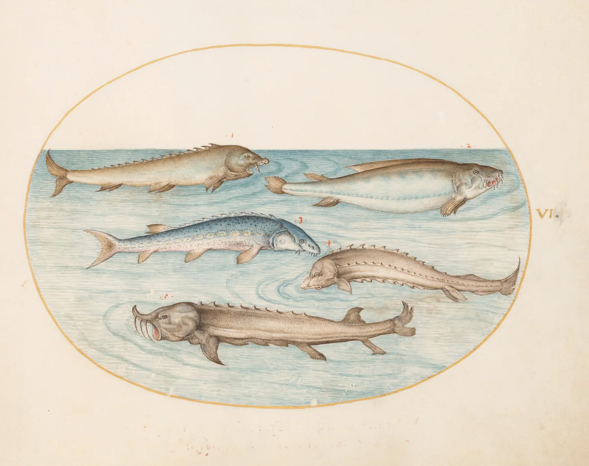 Plate 6: Five Catfish and Sturgeon(?) by Joris Hoefnagel, drawing, 1570-1599