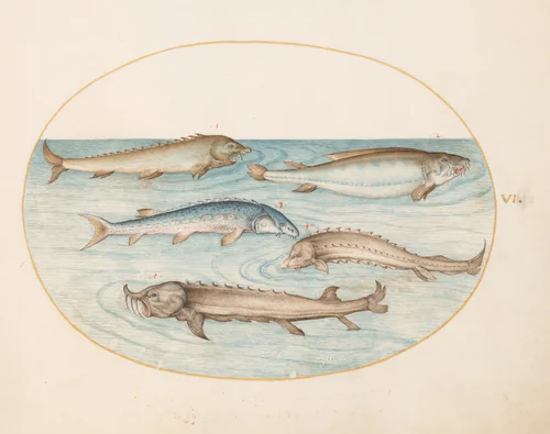 Plate 6: Five Catfish and Sturgeon(?) by Joris Hoefnagel, drawing, 1570-1599