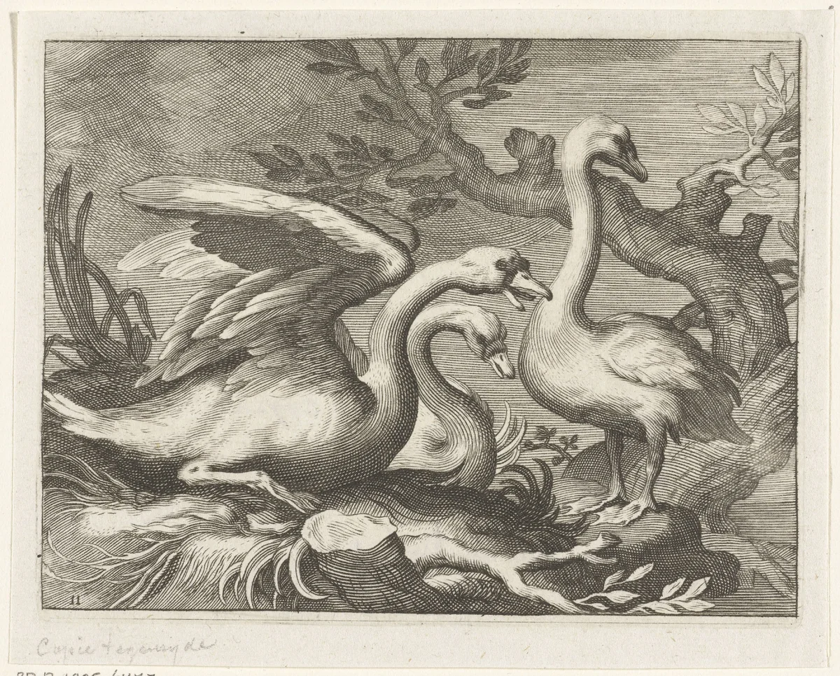 Zwanen by anonymous, print, 1611-1661