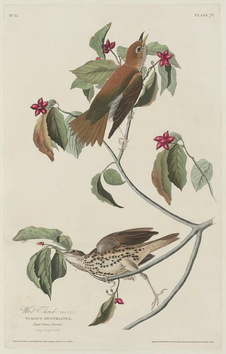 Wood Thrush by Robert Havell, Jr.; John James Audubon, print, 1829