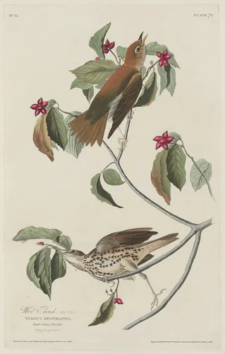Wood Thrush by Robert Havell, Jr.; John James Audubon, print, 1829